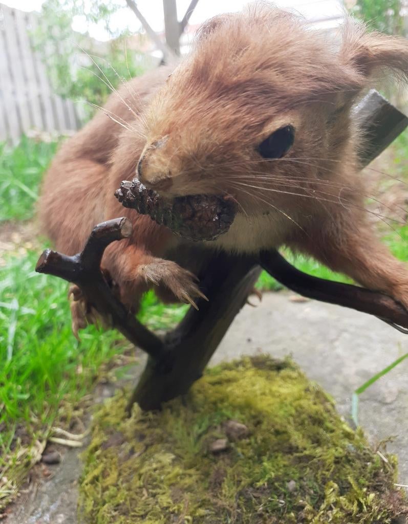 Taxidermie–opgezet Rode Eekhoorn op Natuurlijke Bossetting, Ophalen of Verzenden, Zo goed als nieuw, Wild dier, Opgezet dier