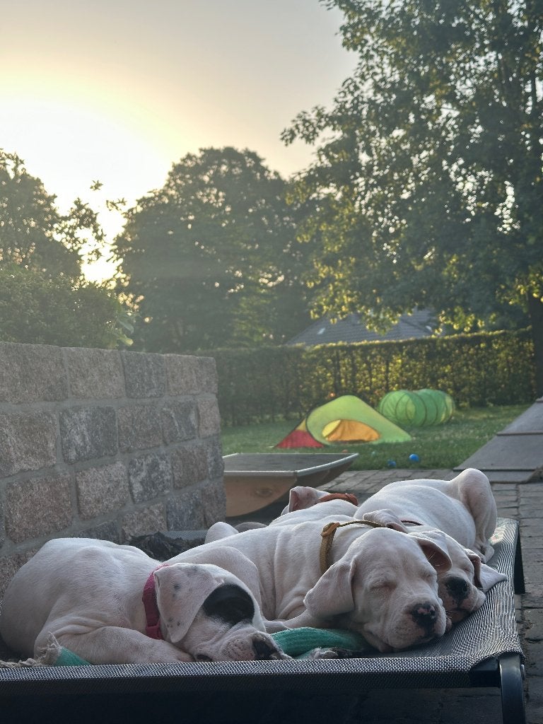 Dogo Argentino pups uit een VDH/FCI-familiefokkerij, Fokker | Hobbymatig, Overige rassen, 8 tot 15 weken, Buitenland