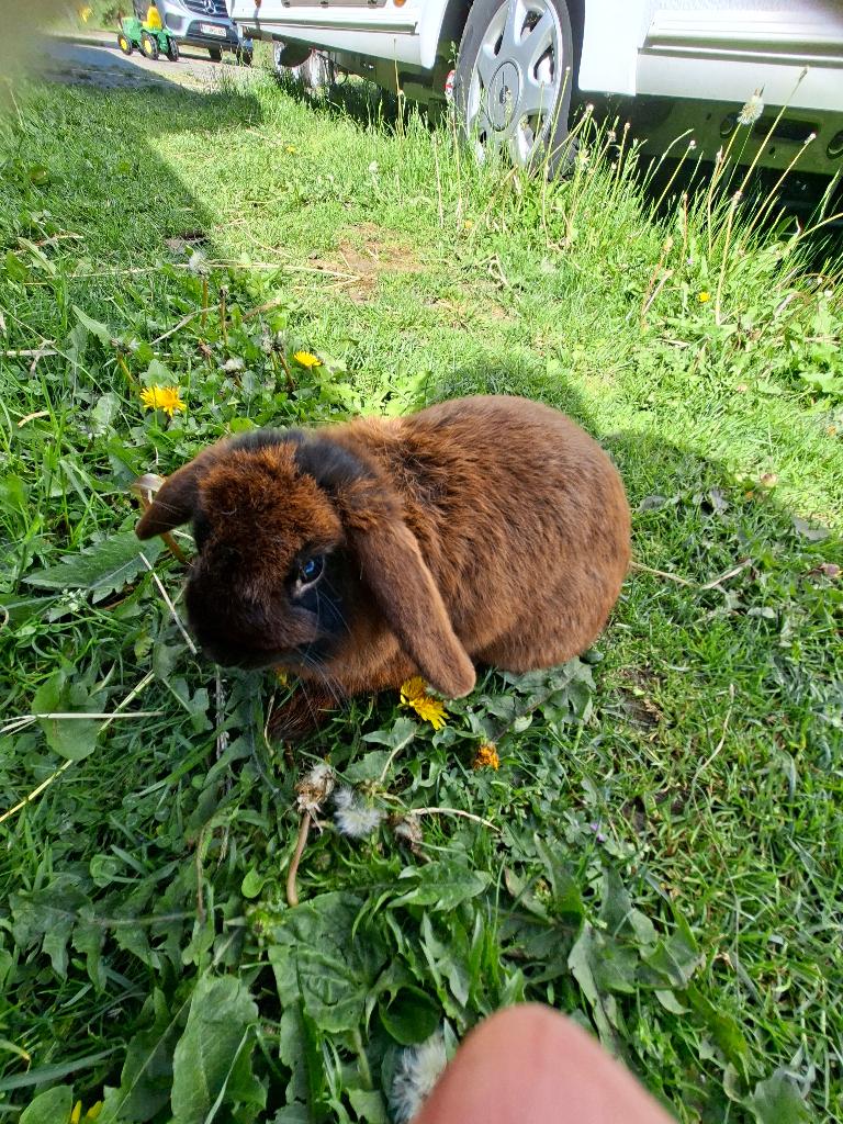 Lief konijn zoekt nieuw thuis, Dieren en Toebehoren, Mannelijk, Middelgroot, Hangoor