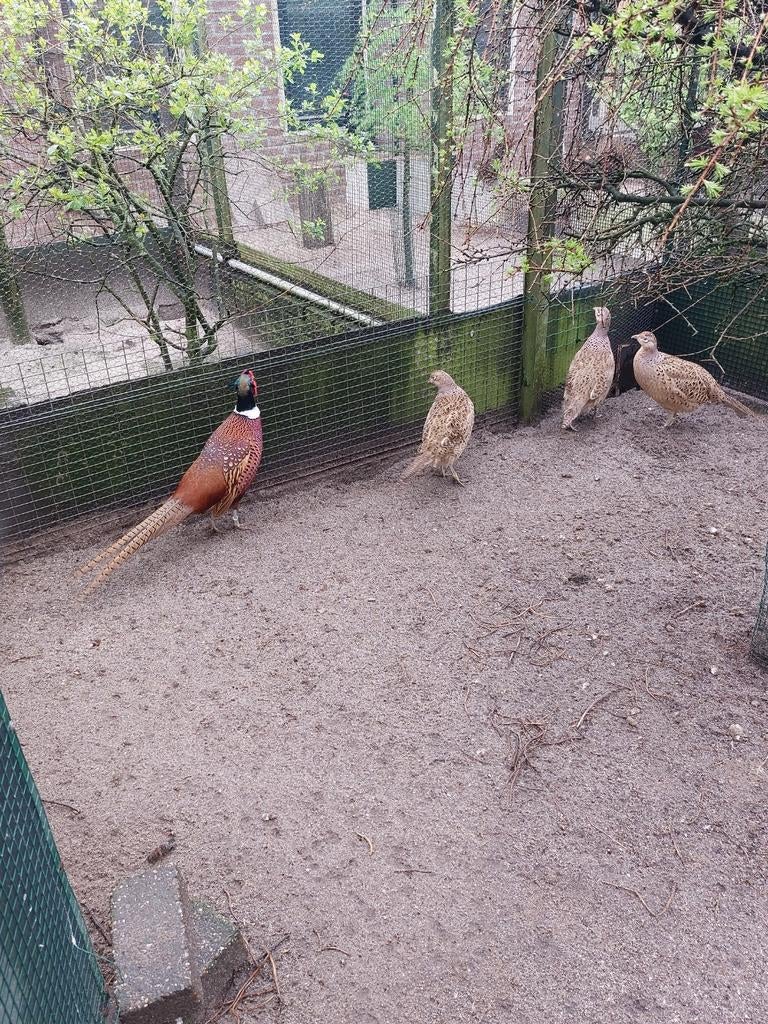 Broedeieren bosfazant. Verzenden mogelijk, Dieren en Toebehoren, Pluimvee, Geslacht onbekend, Kip