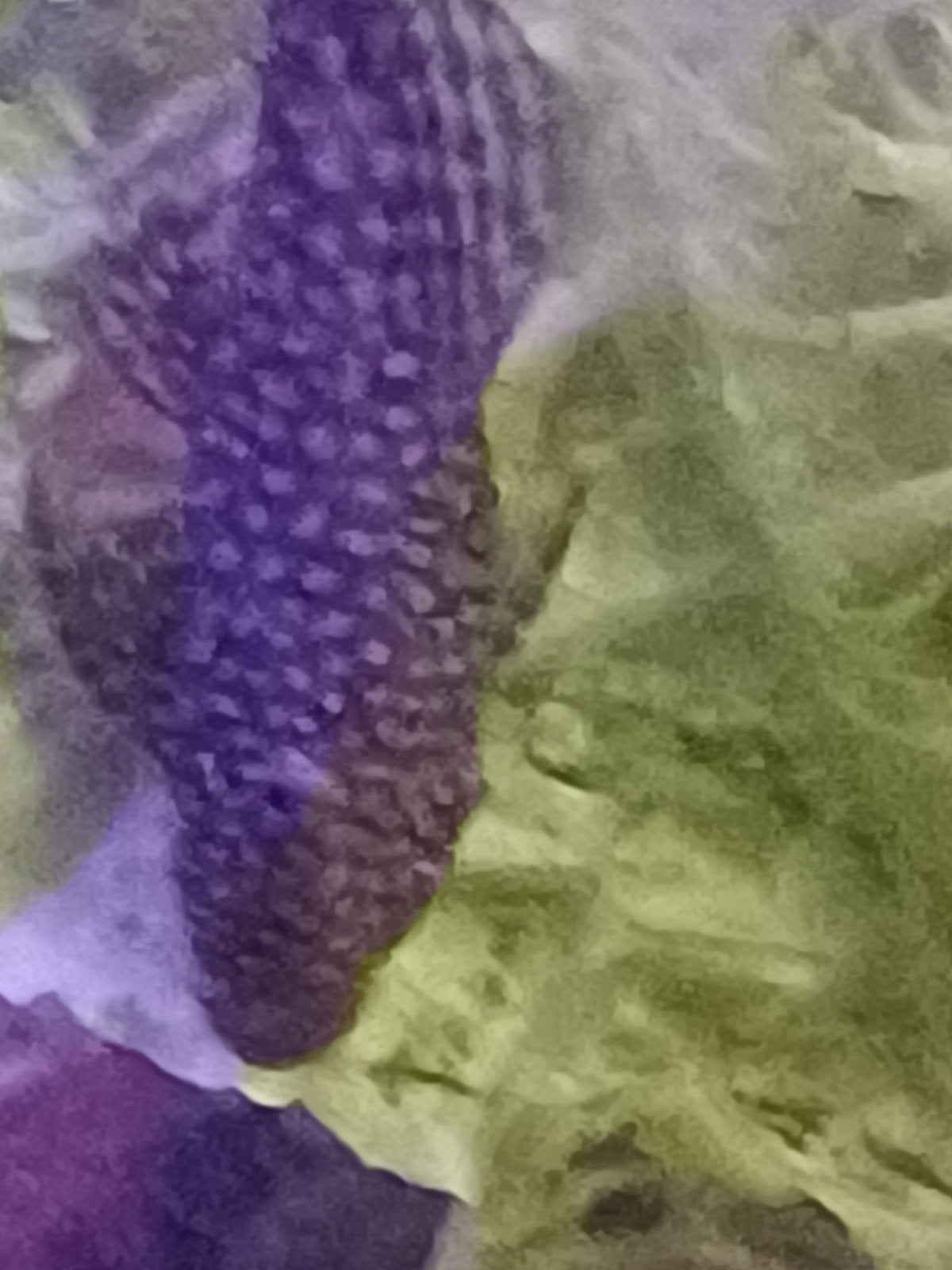 Algeneters gratis groot en klein met verschillende kleuren., Dieren en Toebehoren, Vissen | Aquariumvissen, Overige typen, Zoetwatervis