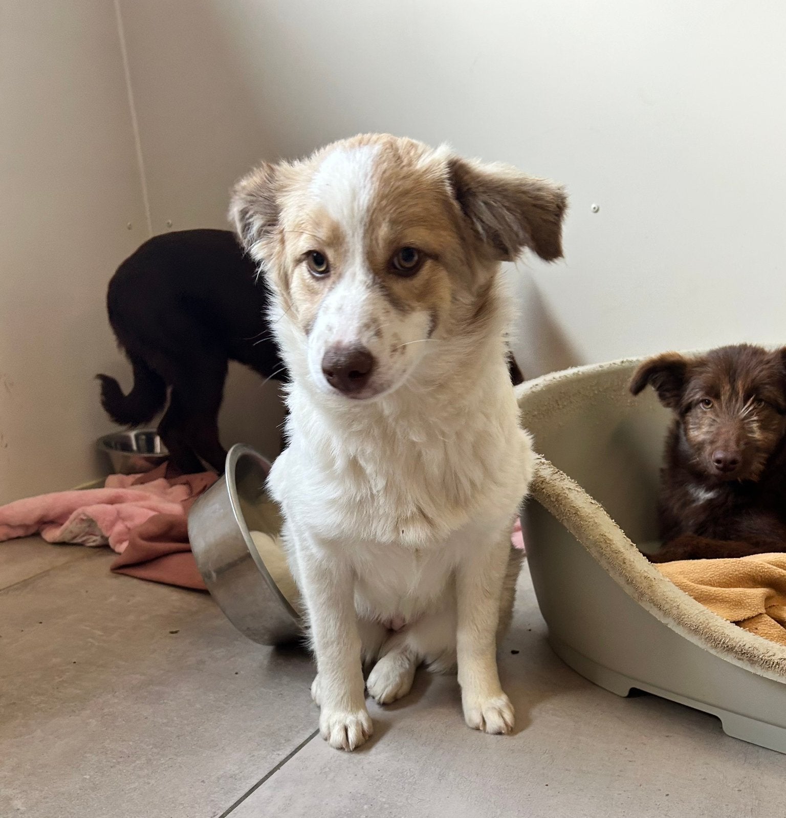 Pringle, medium pup teefje 4 maanden, Particulier, 15 weken tot 1 jaar, Buitenland, Teef