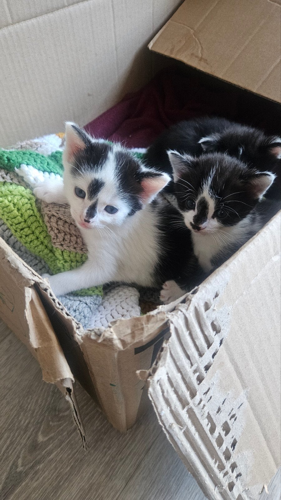 kittens,wit/zwar, Dieren en Toebehoren, Meerdere dieren, 0 tot 2 jaar