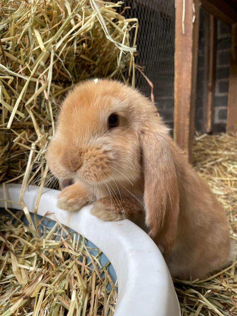 Lieve gele jonge franse hangoor ram, Dieren en Toebehoren, Konijnen, Mannelijk, Groot, Hangoor, 0 tot 2 jaar