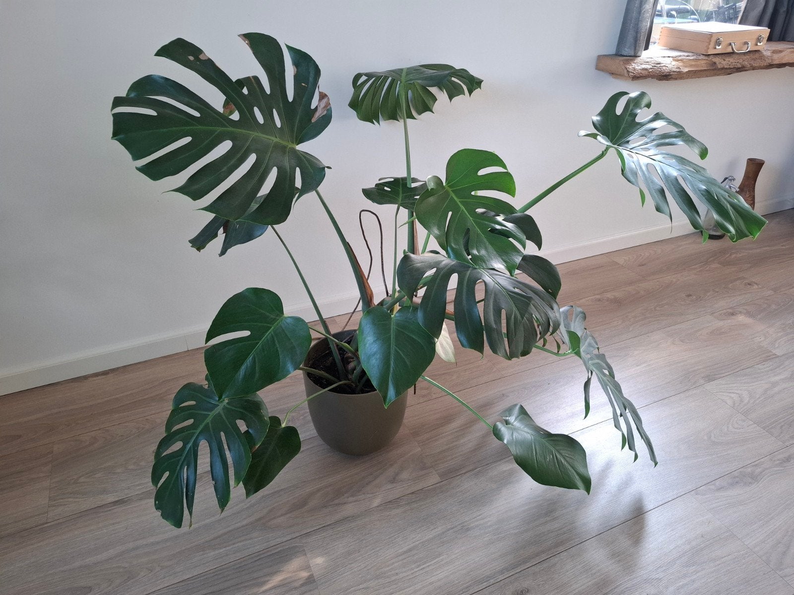 Mooie grote Monstera, Huis en Inrichting, Groene kamerplant, Ophalen, Halfschaduw, 100 tot 150 cm