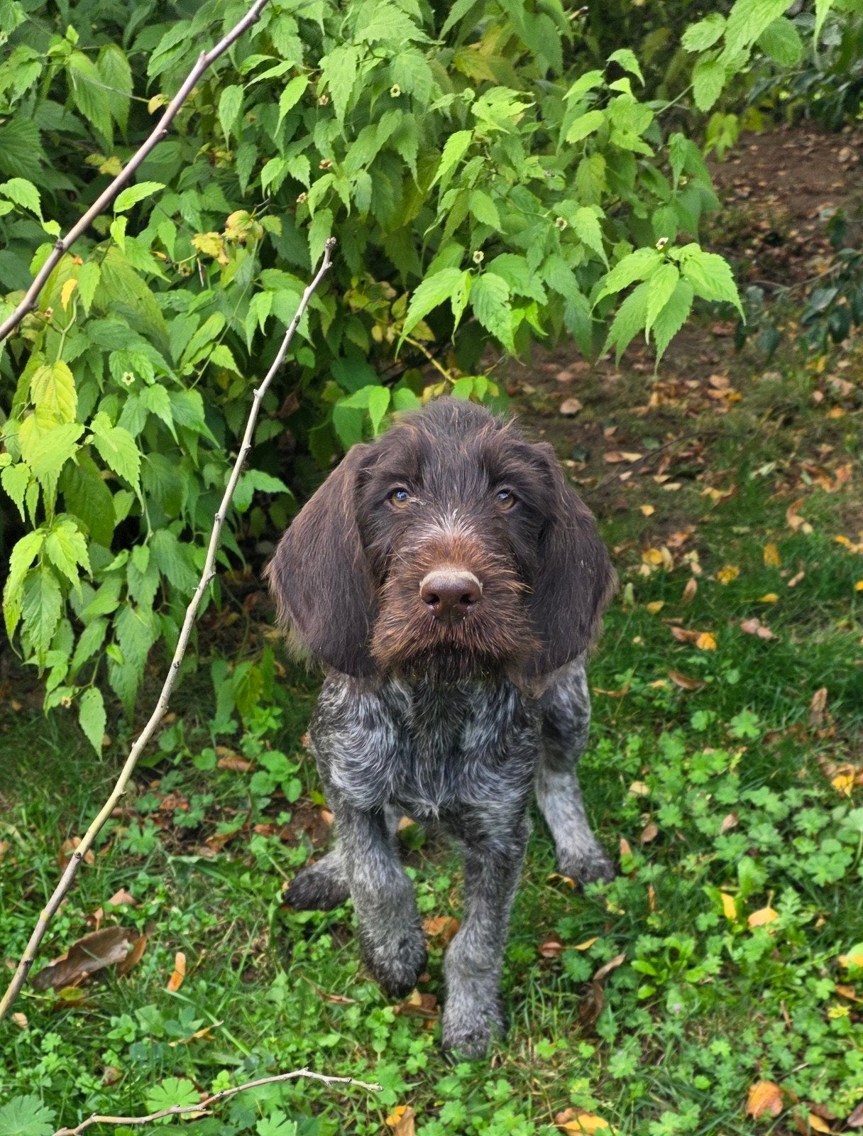 Duitse staande draadhaar pups met stamboom FCI, Duitse Staande hond, Reu, CDV (hondenziekte), 8 tot 15 weken