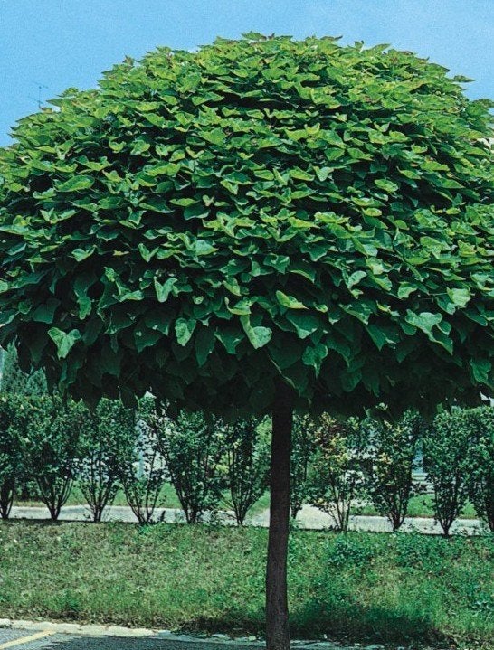 Catalpa bign. Nana (Bolcatalpa) 10-12 pot 200 stam, Ophalen, Overige soorten, Halfschaduw