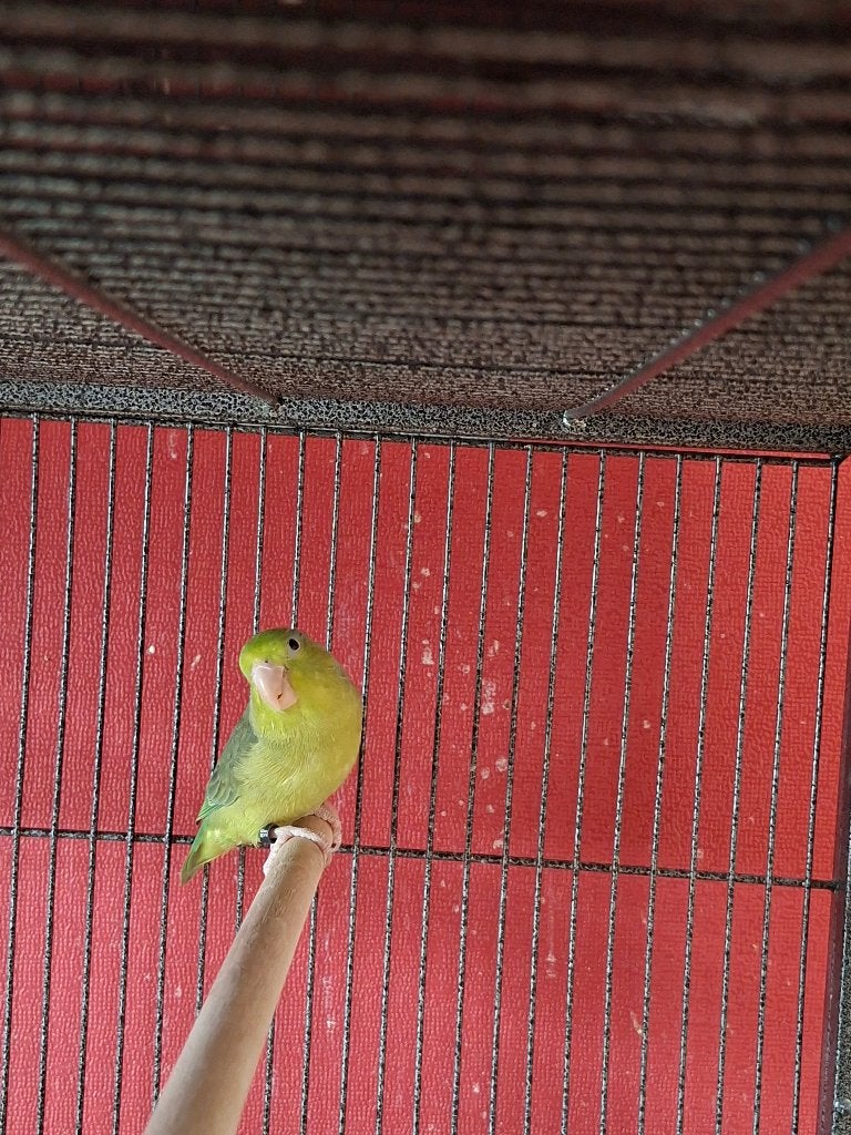 vrouwtjes forpus muspapegaai, Vrouwelijk, Dwergpapegaai of Agapornis, Geringd