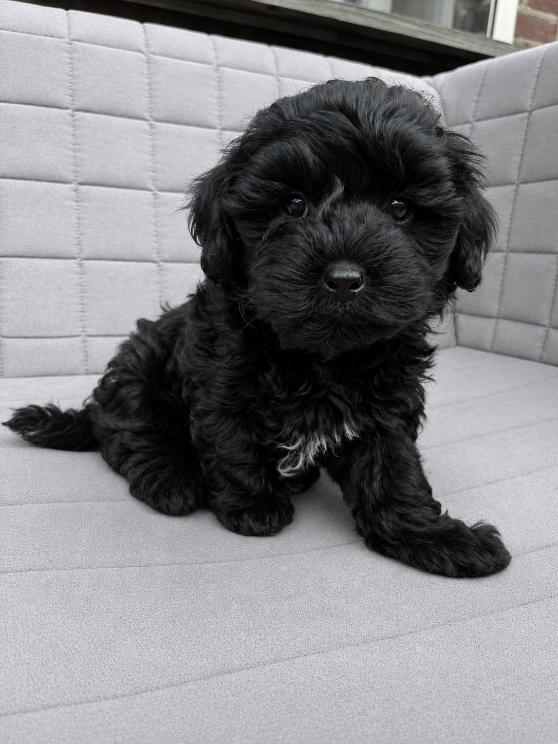 Kleine lieve Maltipoo puppys️, Dieren en Toebehoren, Parvo, Maltezer, 8 tot 15 weken, Meerdere