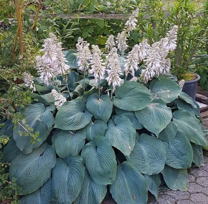 Hosta S. Elegans - 1,5L - Chemievrij - Staffelkorting!, Overige soorten, Vaste plant, Ophalen of Verzenden, Halfschaduw