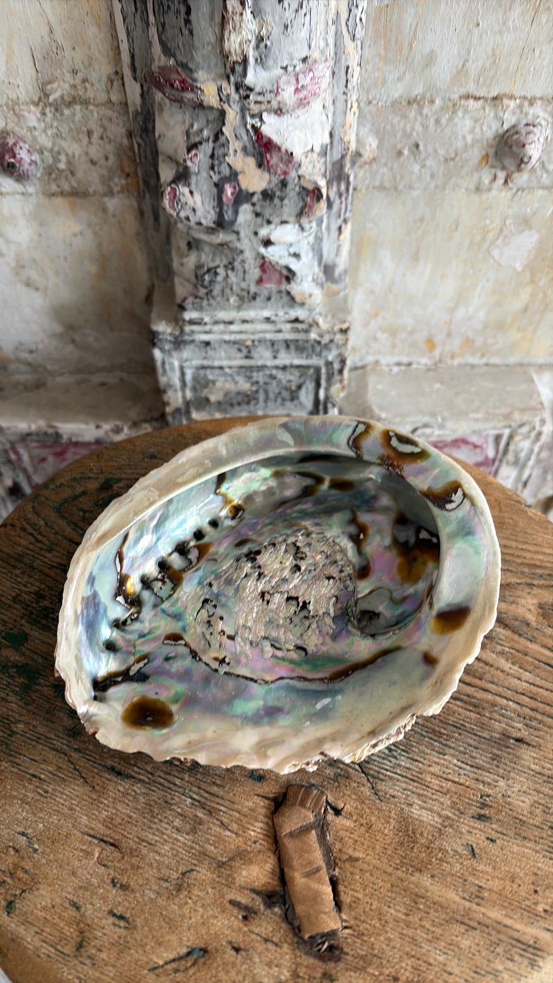 Abalone schelp - natuurlijke schaal, Verzamelen, Mineralen en Fossielen, Ophalen of Verzenden