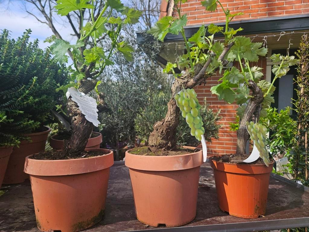 Grote dikke druif Vitis Vinifera op oude stam, Verzenden, Overige soorten, Halfschaduw