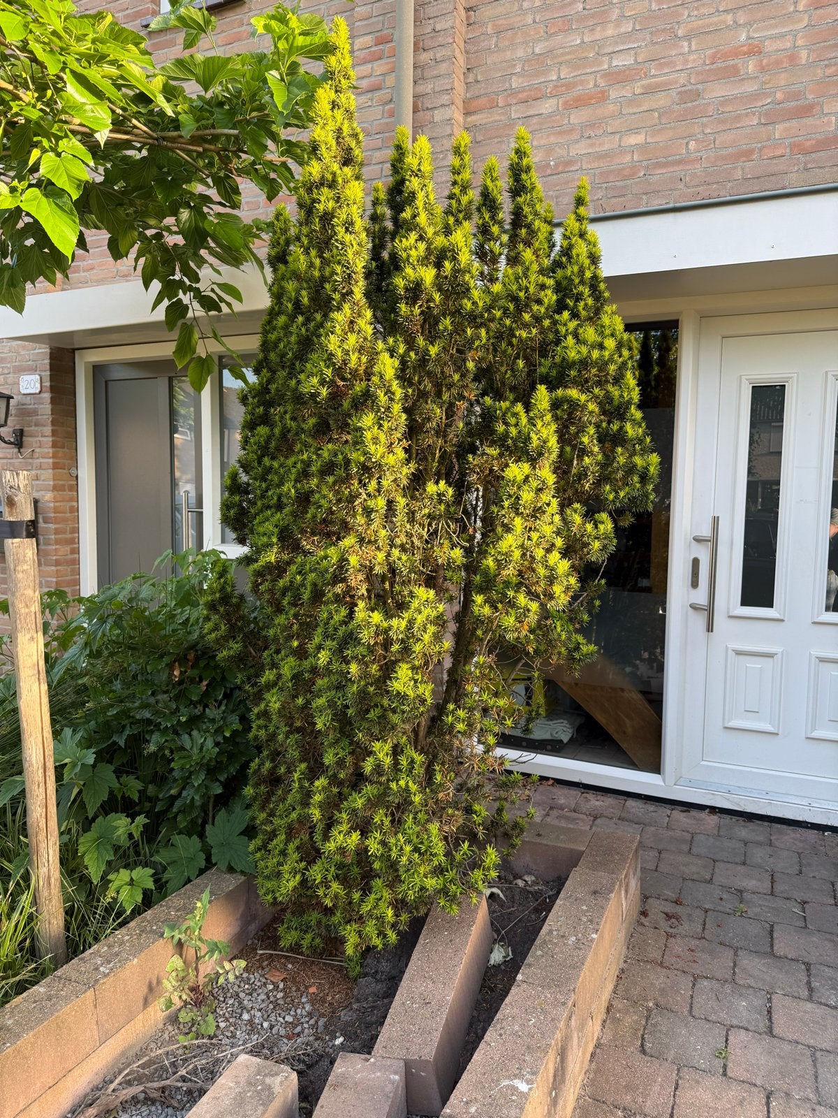 Grote Conifeer - Ideaal voor Tuin of Terras, Volle zon, Vaste plant, Bloeit niet, Ophalen