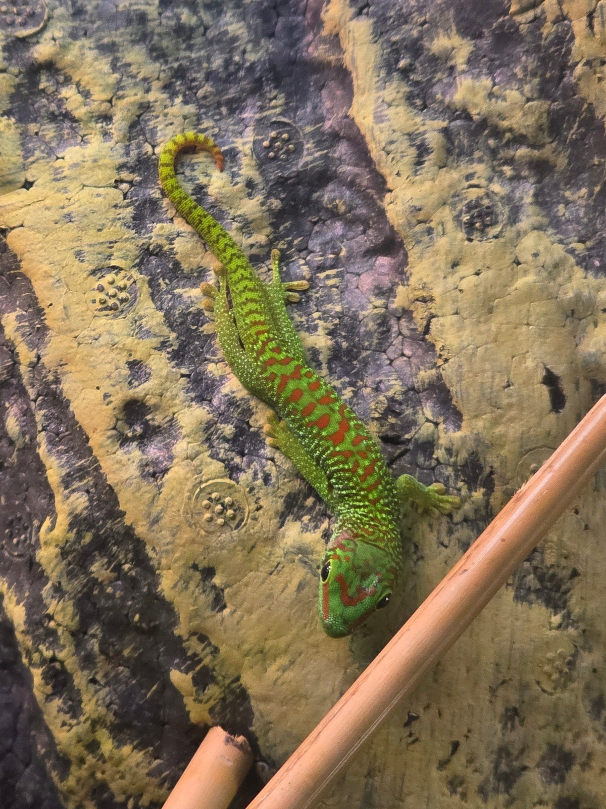 Phelsuma Grandis (high red) - Daggekko - Day gecko, Dieren en Toebehoren, Schildpad, 0 tot 2 jaar