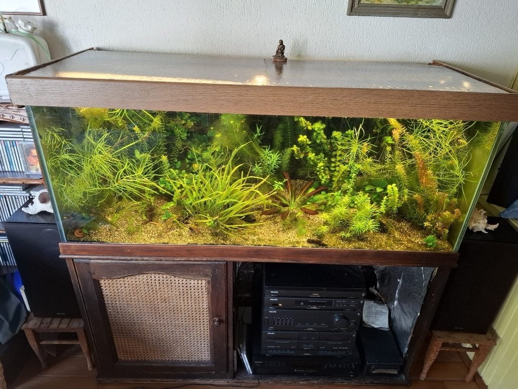 Groot aquarium 126x50x54h, Dieren en Toebehoren, Vissen | Aquaria en Toebehoren, Ophalen, Gebruikt, Overige merken, Gevuld zoetwateraquarium