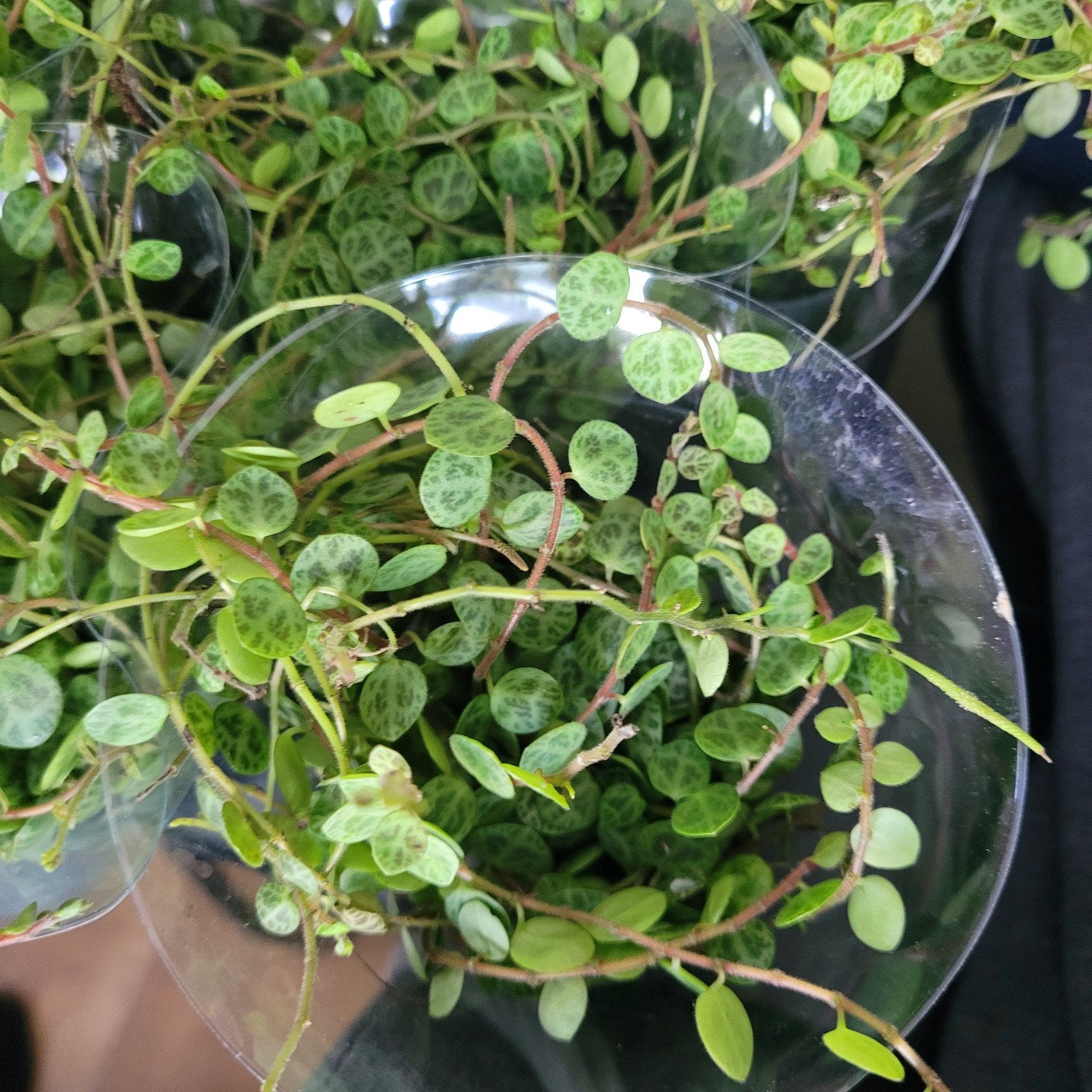 String of turtles, Huis en Inrichting, Kamerplanten, Ophalen of Verzenden, Halfschaduw, Minder dan 100 cm
