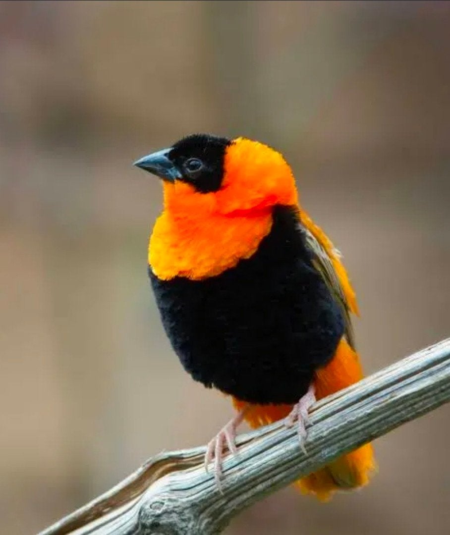 Gezocht oranje wever man/ vrouw, Meerdere dieren, Wildzangvogel