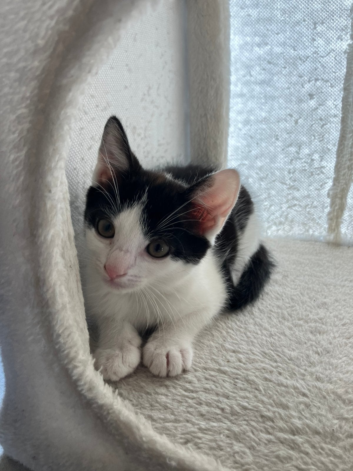 Lieve kittens, Dieren en Toebehoren, Katten en Kittens | Overige Katten, Poes