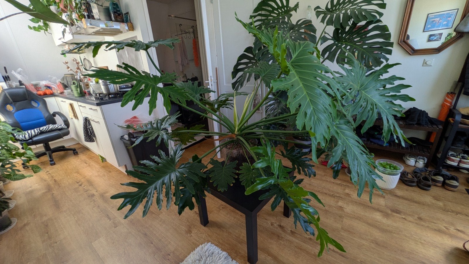 Big Philodendron Bipinnatifidus (Semi-Hydro/LECA), Ophalen, Halfschaduw, Minder dan 100 cm