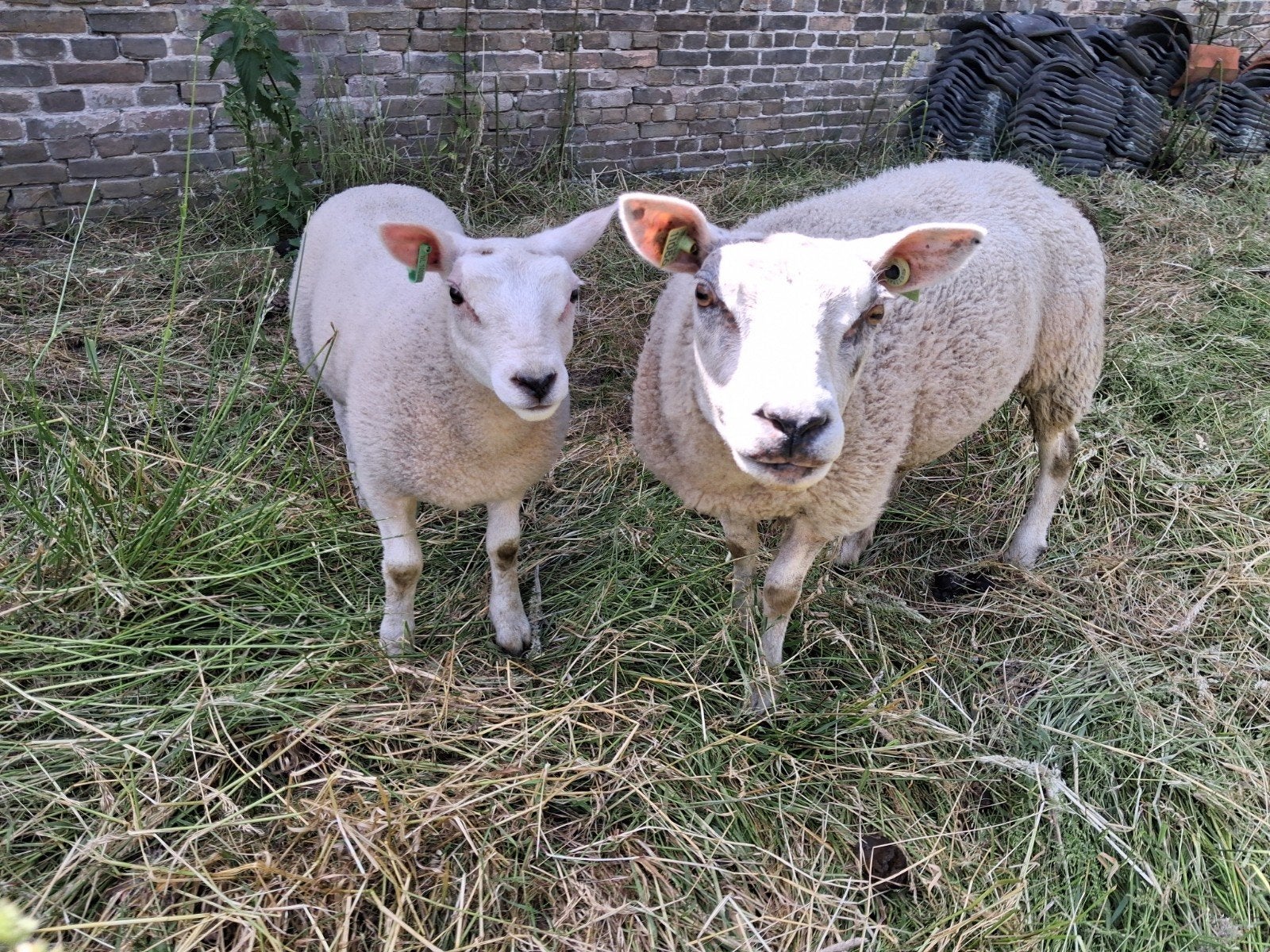 Texelaar ooi en ooilammeren, Vrouwelijk, Schaap