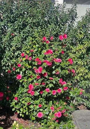 Camellia/Camelia japonica Japanse roos rood 170 cm, Vaste plant, Halfschaduw, Lente, Ophalen