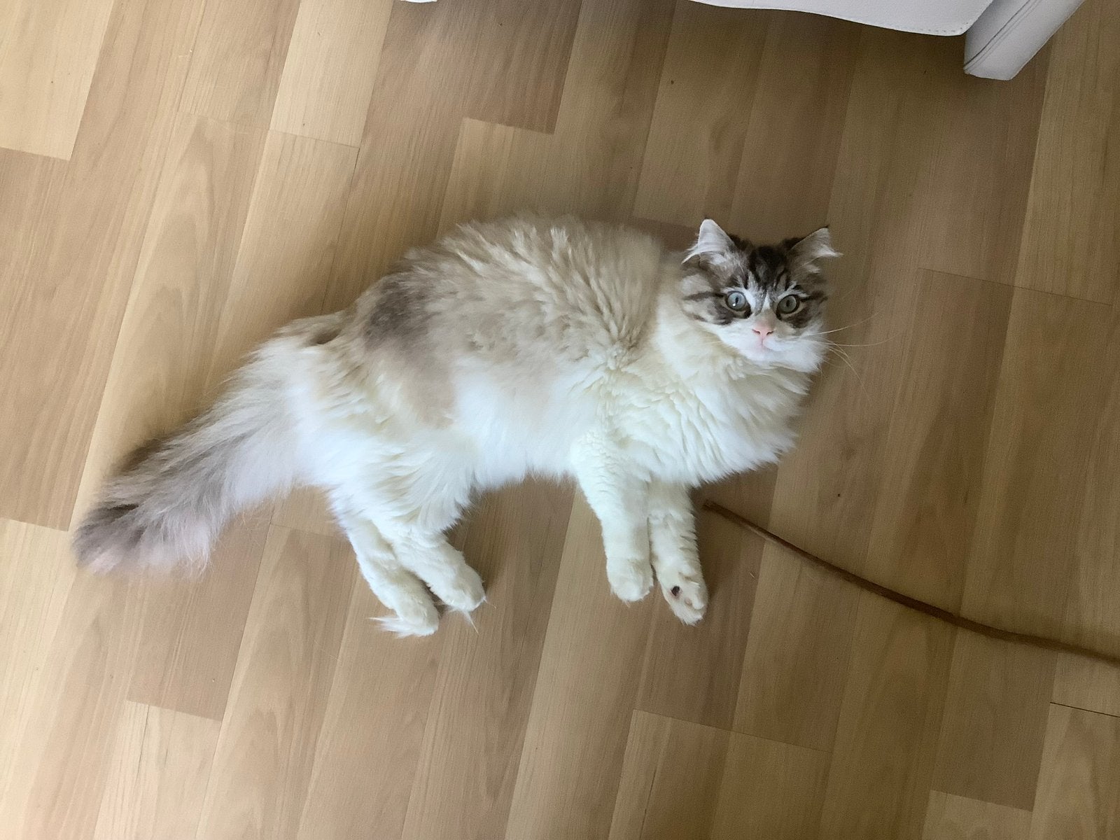 Ragdoll mix, Kater, Langharig, 3 tot 5 jaar