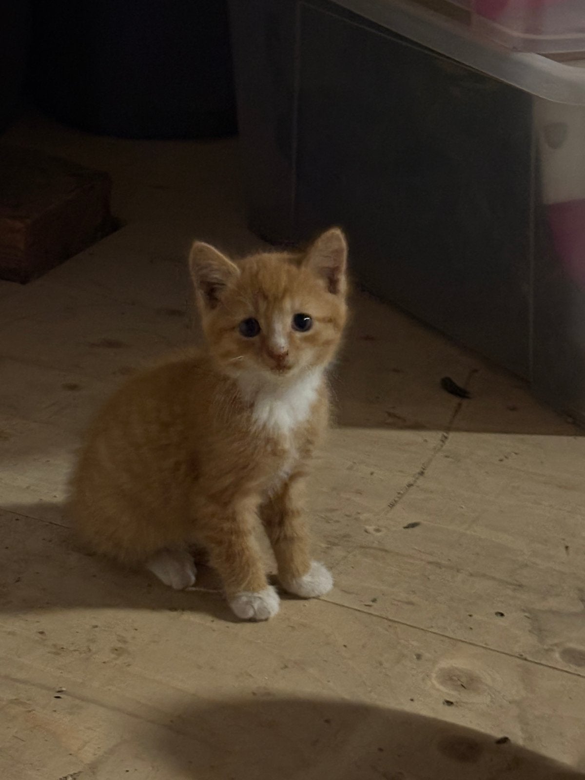 Boerderij kittens te koop, Meerdere dieren