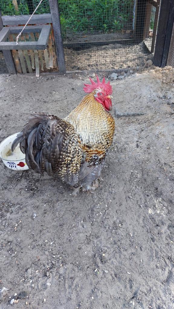 Haan gratis, Dieren en Toebehoren, Pluimvee, Mannelijk, Kip