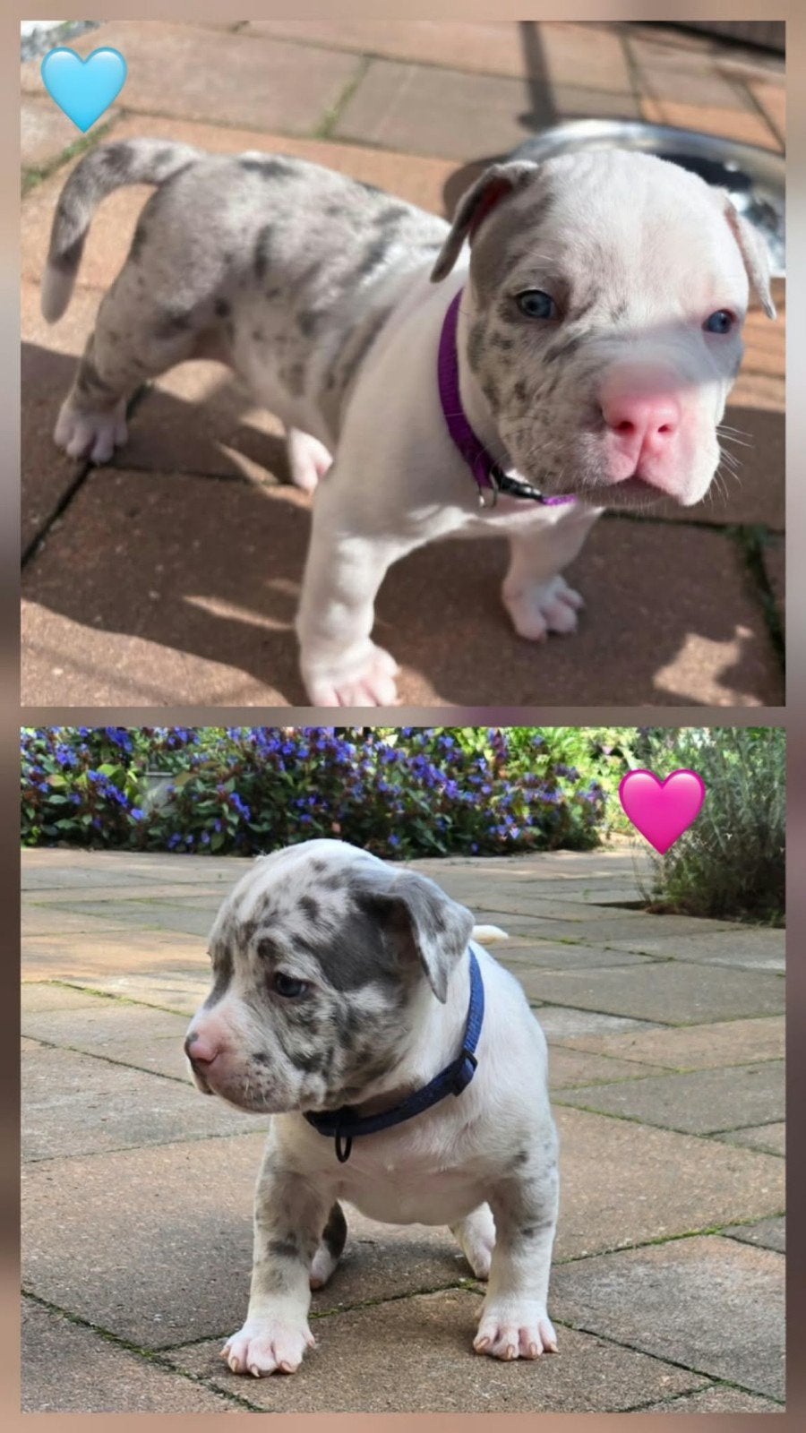 American Bully’s nog 2 beschikbaar, 8 tot 15 weken, Groot, CDV (hondenziekte), Meerdere