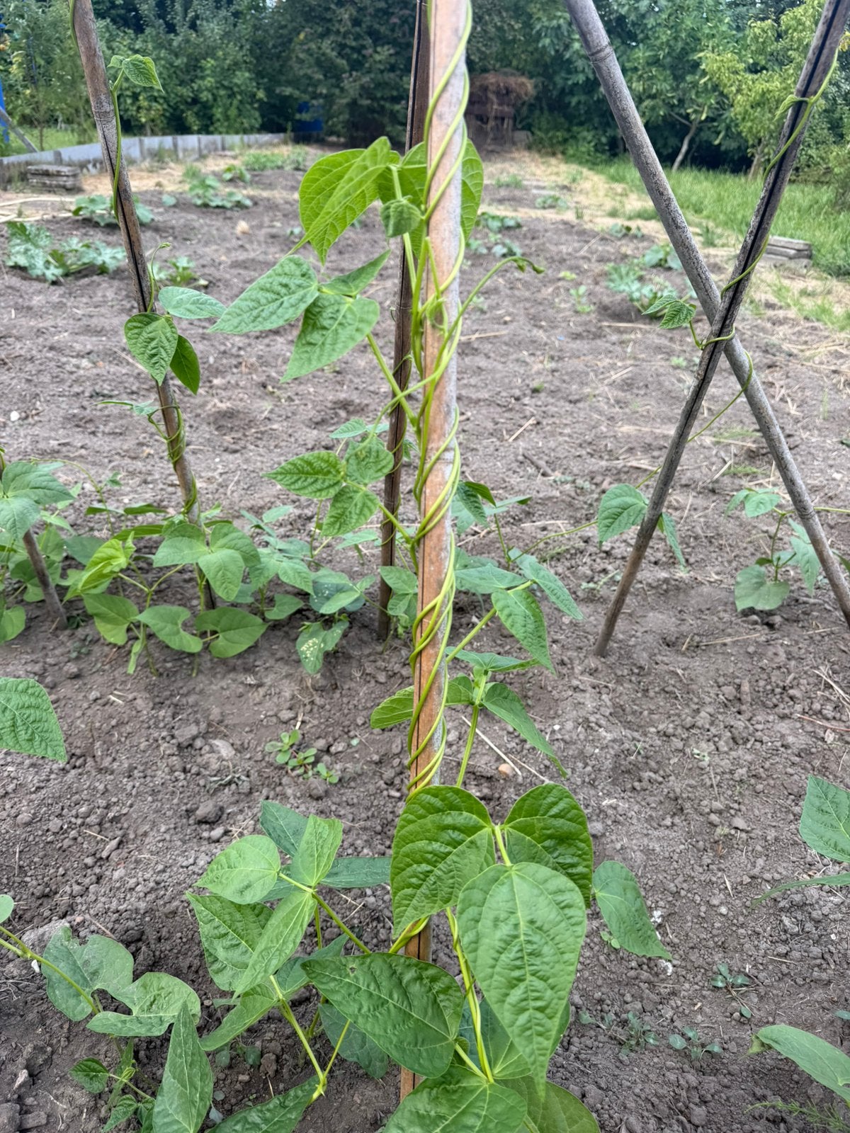 Moestuin, Ophalen of Verzenden, Eenjarig, Groenteplanten, Volle zon