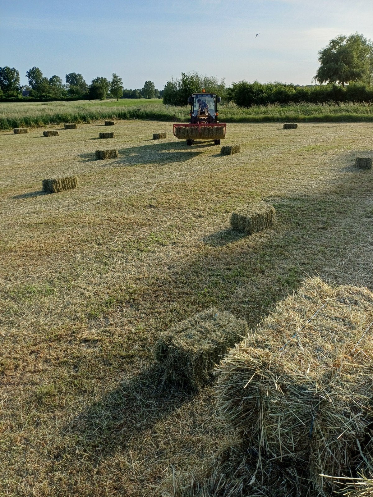 Prima kleine hooi balen, Dieren en Toebehoren, Dierenvoeding, Vee, Ophalen