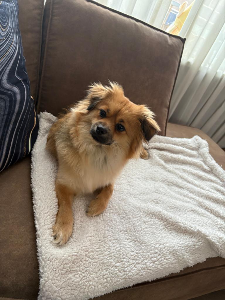 Teefje half pom half pekinees, Dieren en Toebehoren, Honden | Chihuahua's en Gezelschapshonden, Overige rassen, 1 tot 2 jaar, Teef