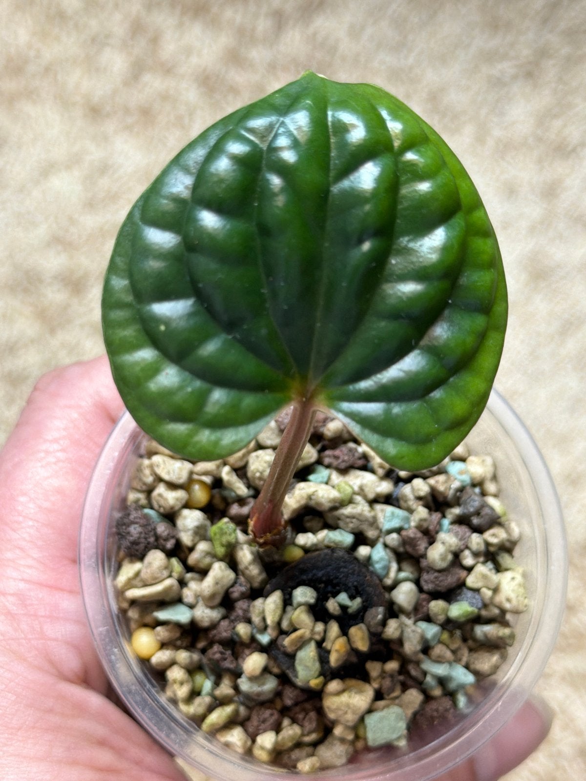 Anthurium Luxurians babyplant - Unieke tropische plant, Ophalen of Verzenden, Halfschaduw, Minder dan 100 cm
