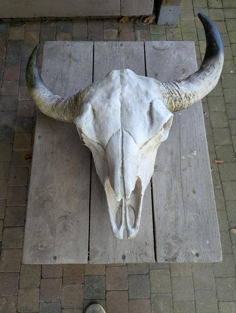 Buffelschedel, Ophalen, Gebruikt, Industrieel, Decoratieobject