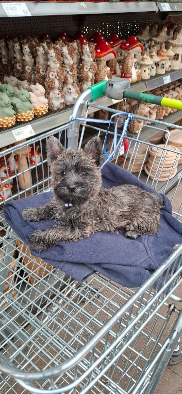 cairn terrier reutje, CDV (hondenziekte), 8 tot 15 weken, Eén hond, Nederland
