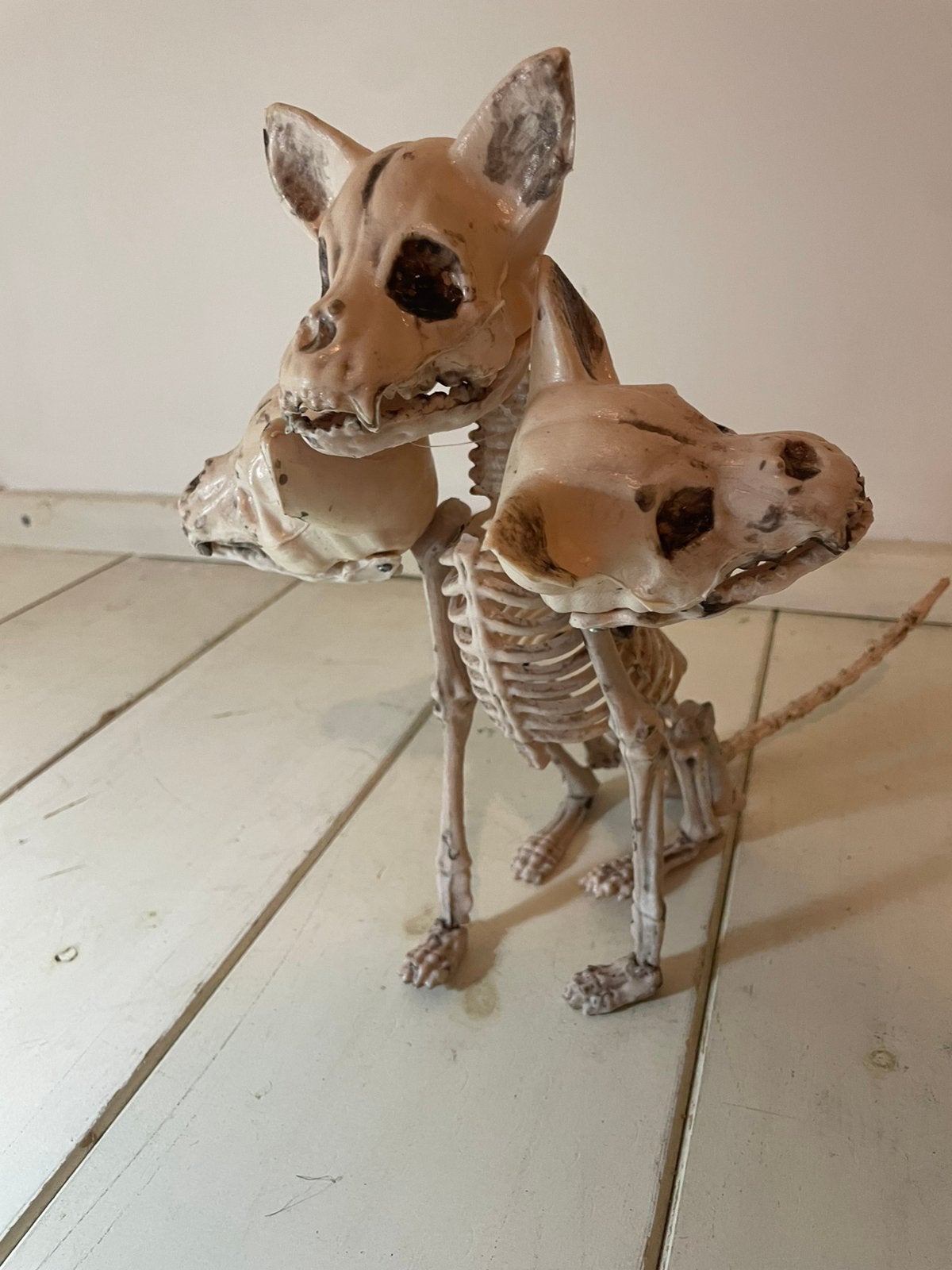 Halloween decoratie  - Driekoppige hond skelet, Ophalen, Versiering, Halloween of Griezel