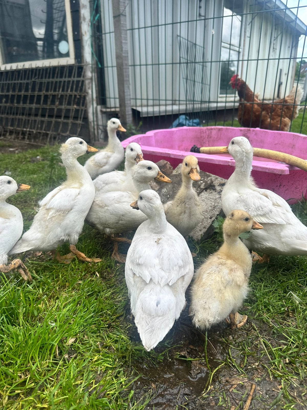 Witte kwakers, Meerdere dieren, Eend