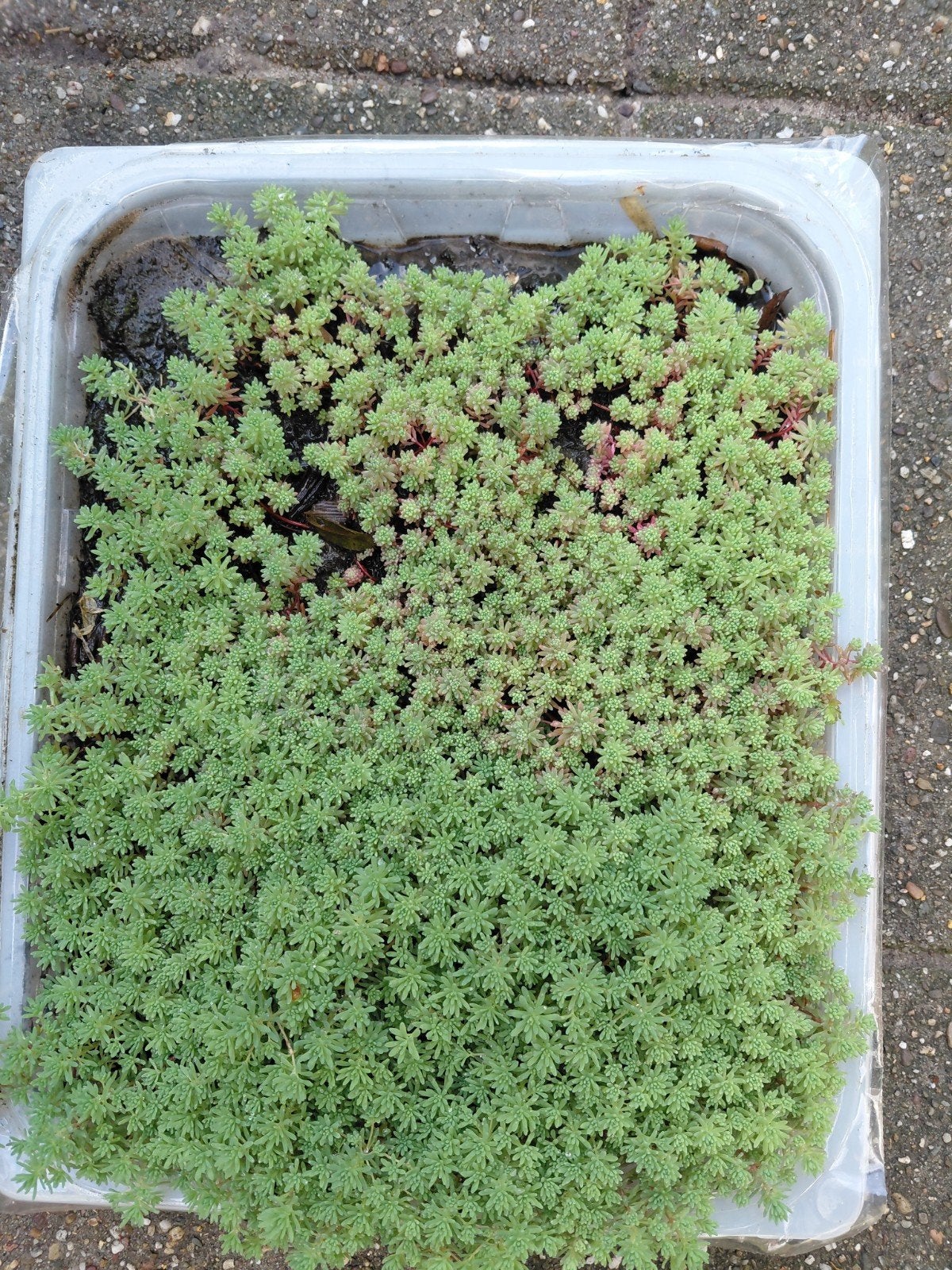 sedum, Ophalen of Verzenden, Bodembedekkers, Volle zon