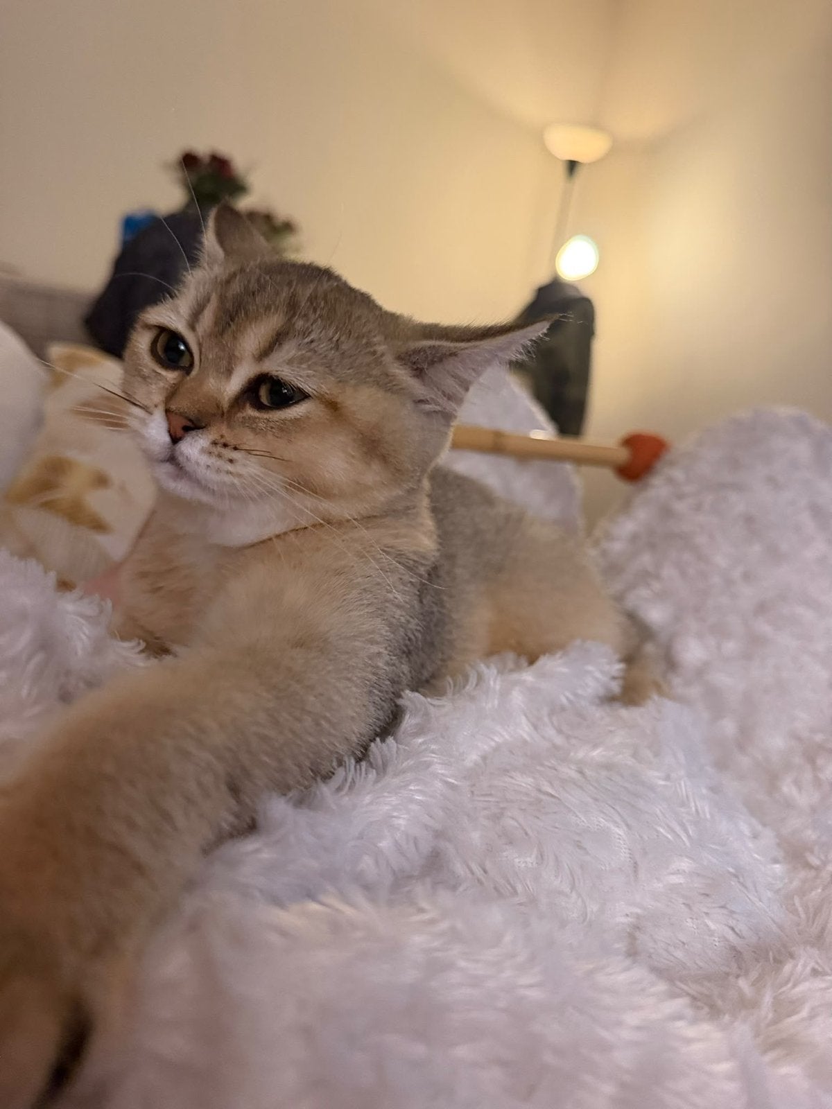 Lief en knuffelig Golden kitten zoekt een fijn thuis