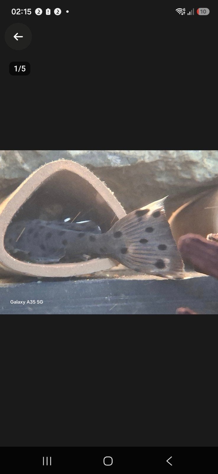 l nummer pleco 20 euro., Dieren en Toebehoren, Vis