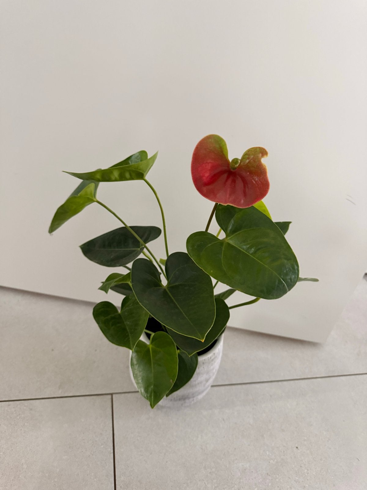 Anthurium plant in pot - Rode bloem, Overige soorten, Vaste plant, Ophalen of Verzenden, Halfschaduw