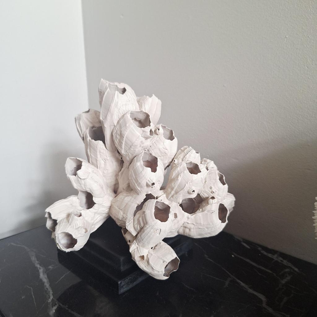 Beige stuk zeepokken cluster ornament op voet zwart japandi, Nieuw, Ophalen of Verzenden, X, X