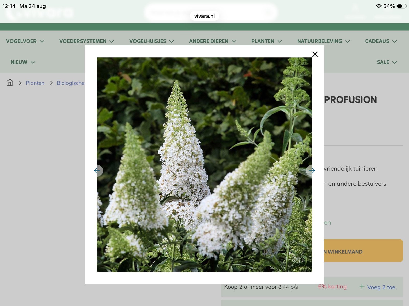 Gratis:. 4-tal vlinderstruiken, Wit. Prachtig., Ophalen, Overige soorten