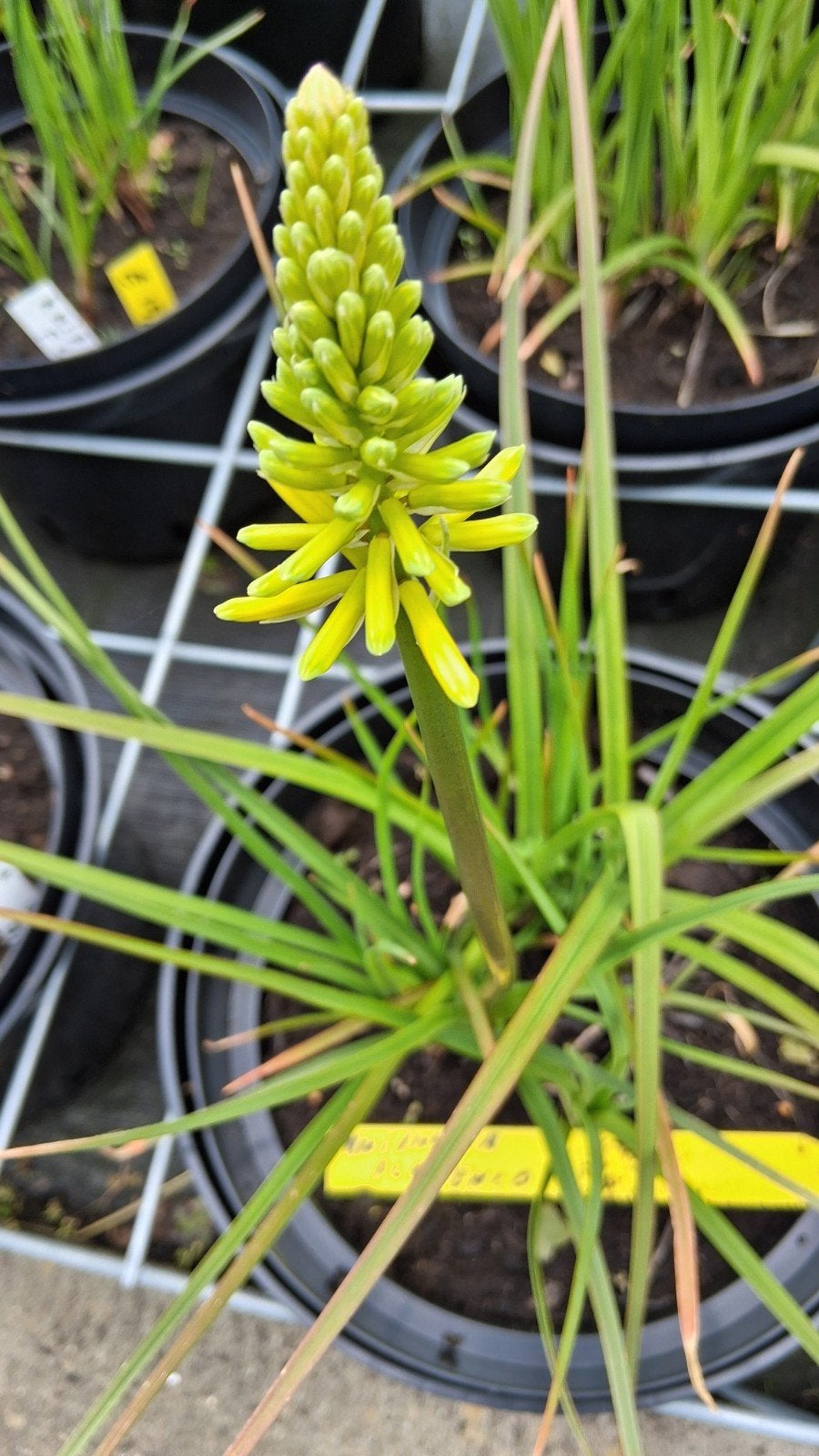 Kniphofia Flamenco Vuurpijl - Vaste plant (3 planten), Ophalen