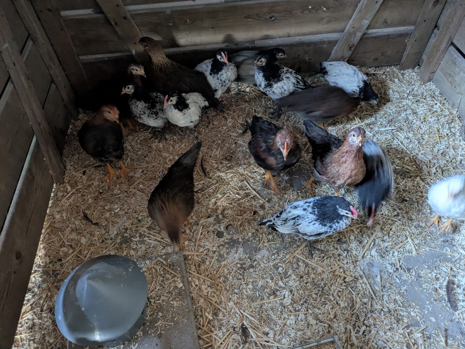 Lakenvelder hanen, Dieren en Toebehoren, Mannelijk, Kip
