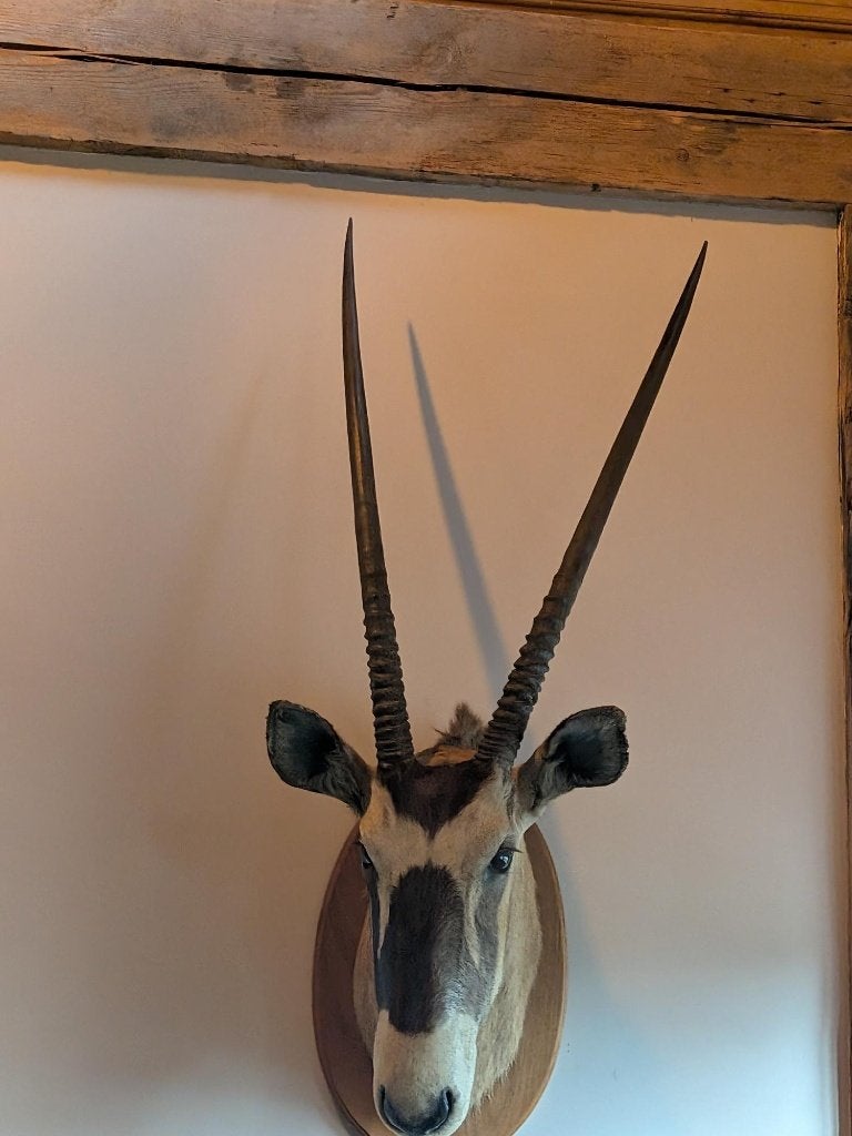 Mooie Oryx opgezette kop met grote horens, Verzamelen, Ophalen, Zo goed als nieuw, Wild dier, Opgezet dier