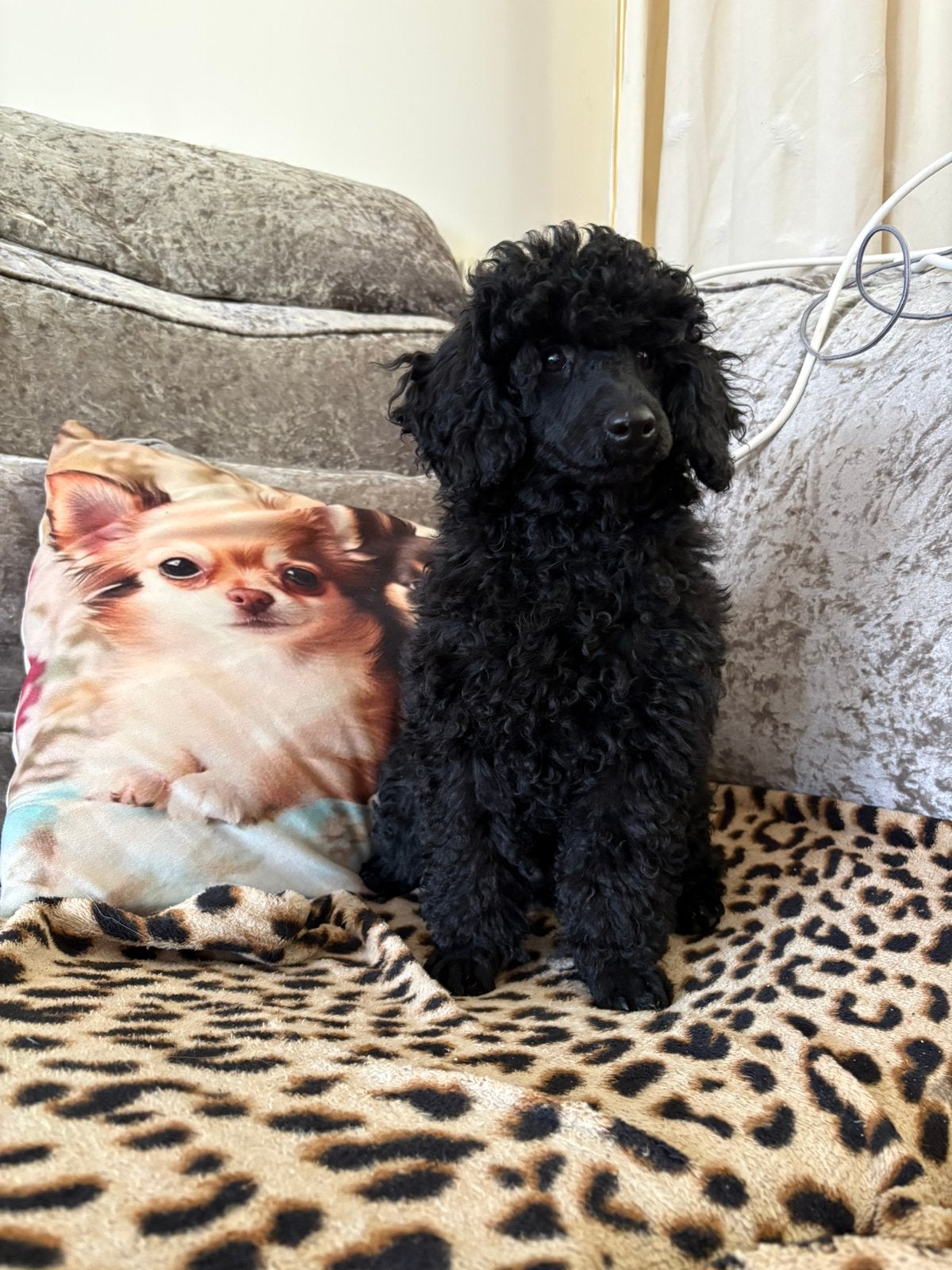 Lieve toy/dwergpoedel pup reu., 8 tot 15 weken, Eén hond, Nederland, Particulier