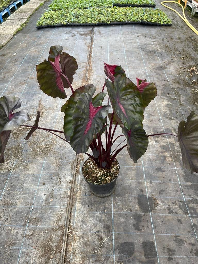 Colocasia Redemption, Tuin en Terras, Planten | Tuinplanten, Volle zon, Vaste plant, Zomer, Ophalen