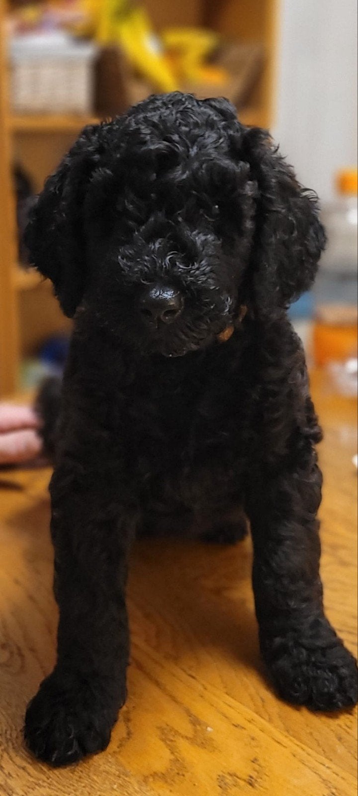 labradoodle pup puppie puppy reu 8 weken, direct beschikbaar, Reu, Eén hond, Nederland, Particulier