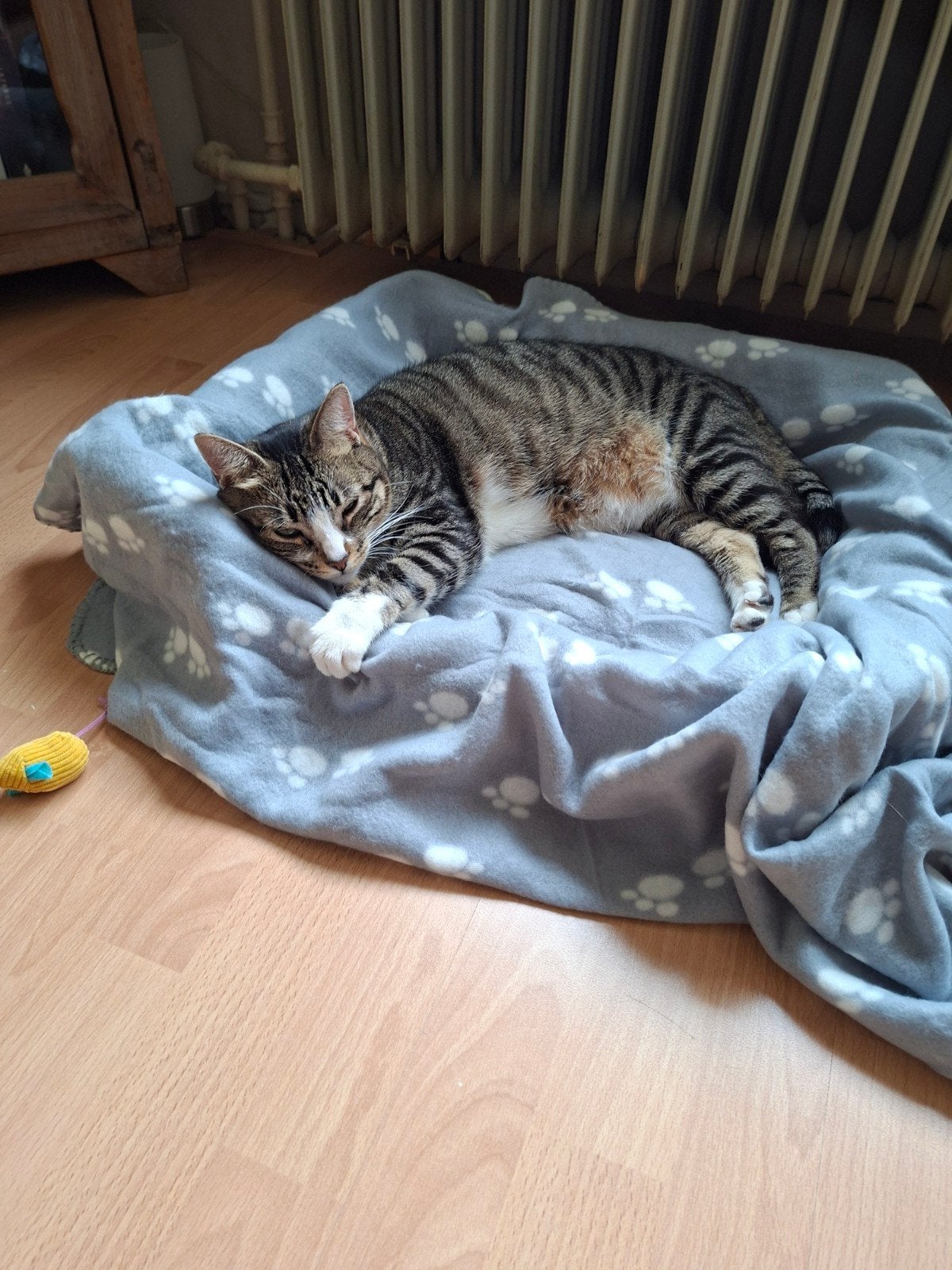 poes Nala, Poes, Kortharig, 3 tot 5 jaar